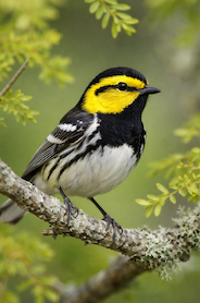 Golden cheeked warbler.